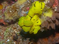 Deep Turbo [ 4 images ]